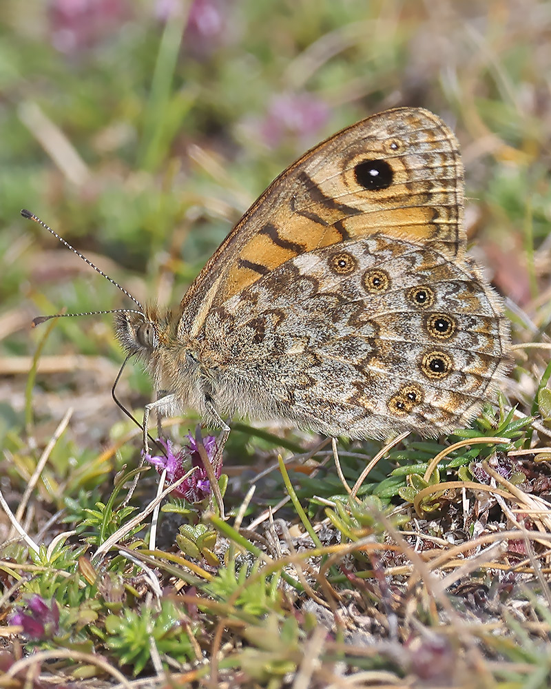 Wall brown
